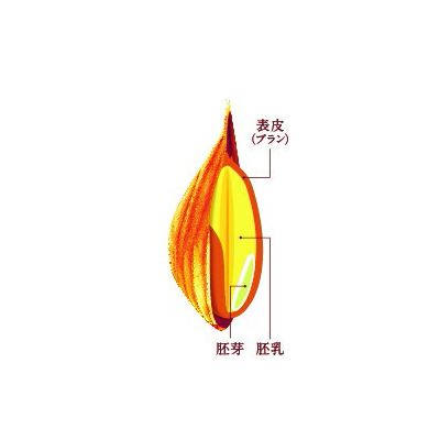 画像:全粒オーツ麦 イメージ図。麦皮(ブラン)、胚芽、胚乳