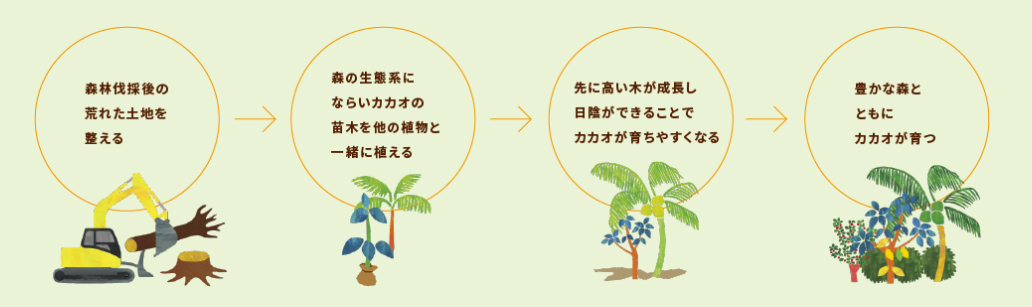 図：アグロフォレストリーのイメージ。森林伐採後の新た土地を整える→森の生態系にならいカカオの苗木を他の植物と一緒に植える→先に高い気が成長し日陰ができることでカカオが育ちやすくなる→豊かな森ともにカカオが育つ