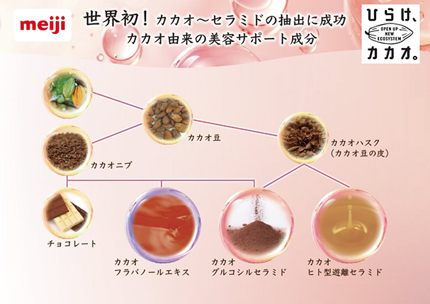 画像：カカオ由来の美容サポート成分の相関図