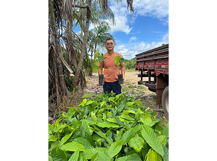 画像：ブラジルに寄贈した苗木