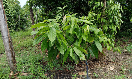 画像：ブラジルに寄贈した苗木のその後の様子