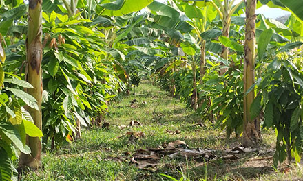 画像：ベネズエラに寄贈した苗木のその後の様子