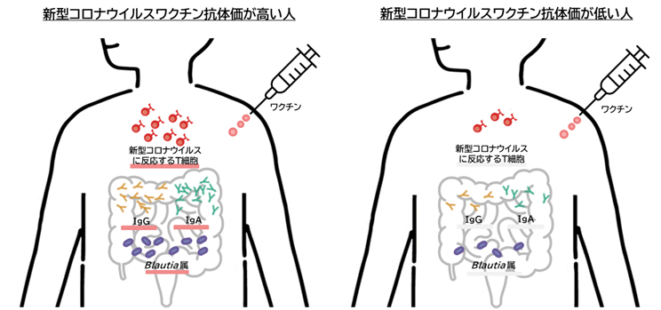 画像：新型コロナウイルスワクチン抗体価が高い人と低い人の体内T細胞と腸内環境の比較イラスト