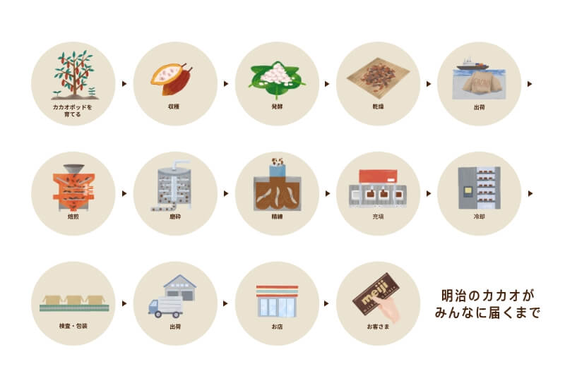 明治のカカオがみんなに届くまで