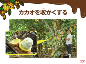 発見！ チョコレートのひみつ スライド2