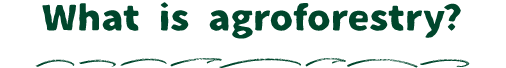 What is agroforestry？