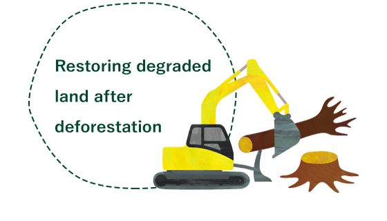 Restoring degraded land after deforestation