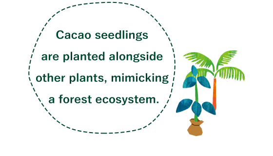 Cacao seedlings are planted alongside other plants, mimicking a forest ecosystem.