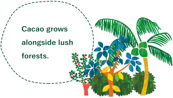 Cacao grows alongside lush forests.