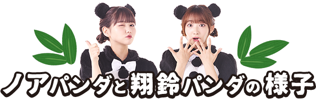 ノアパンダと翔鈴パンダの様子