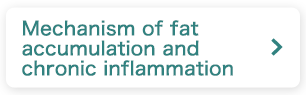 Mechanism of fat accumulation and chronic inflammation