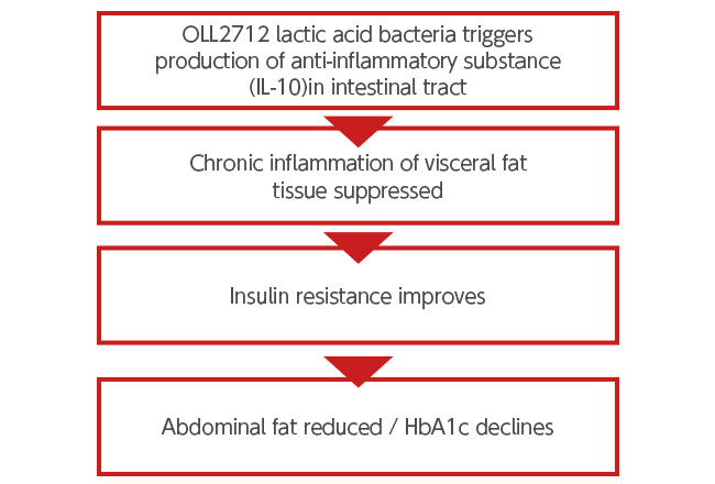What are the effects and mechanism of action of OLL2712 lactic acid bacteria?