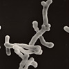 Bifidobacteria is one of the good bacteria that improve the intestinal condition. 