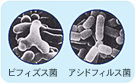 ビフィズス菌 アシドフィルス菌