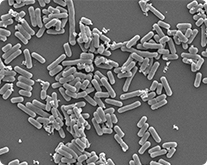 Lactobacillus plantarum  OLL2712（以下乳酸菌OLL2712株）について