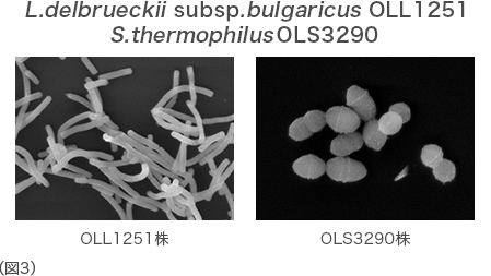 L. delbrueckii subsp. bulgaricus OLL1251株（乳酸菌OLL1251株）ならびにS. thermophilus OLS3290株（乳酸菌OLS3290株）図3