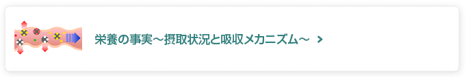 栄養の事実〜摂取状況と吸収メカニズム〜