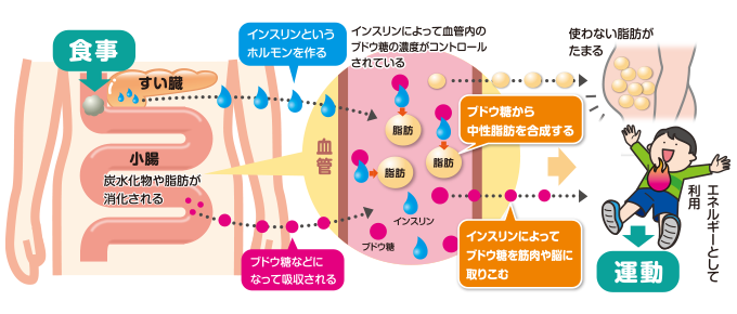 脂肪がたまる仕組み