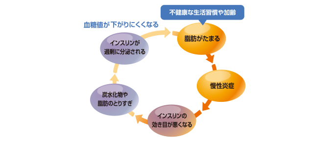 慢性炎症と脂肪が蓄積する悪循環