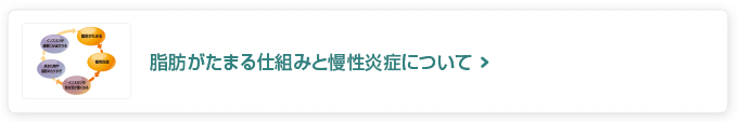 脂肪がたまる仕組みと慢性炎症について